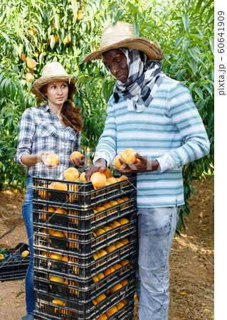 Portrait of couple of happy farmers harvesting ripe peaches in fruit garden 60641909
