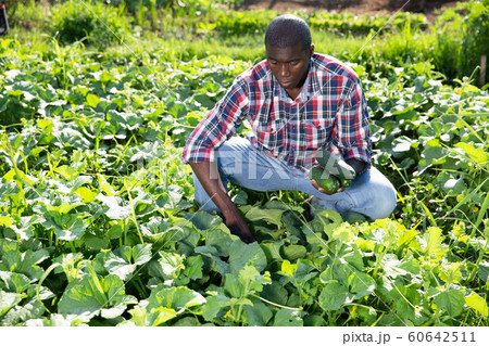 Afro-american farmer harvesting cucumbers on plantation Afro-american farmer harvesting cucumbers on plantation 60642511