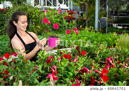 Female florist cultivating Dipladenia (Mandevilla) in greenhouse 60642701