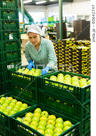 Worker preparing apples before packaging Worker preparing apples before packaging 60642747