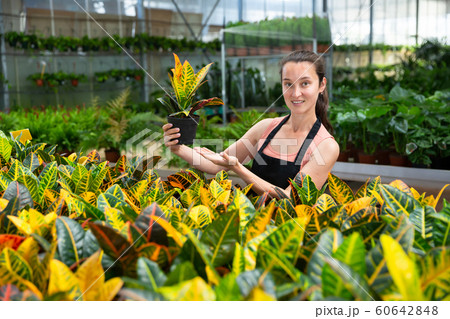 Woman florist satisfied with her dieffenbachia plants in greenhouse 60642848