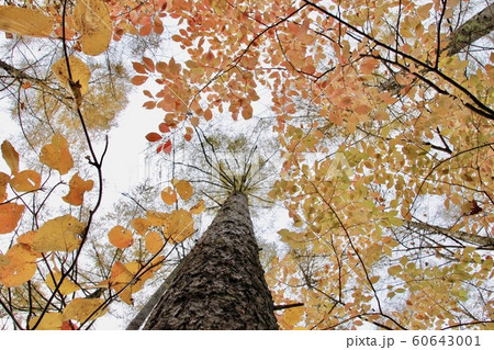 紅葉と樹木 60643001