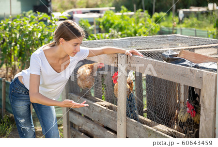 Farmer woman feeding chikens in a hen house Farmer woman feeding chikens in a hen house 60643459