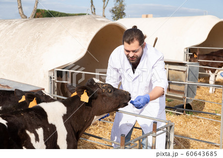 Man farmer is taking care newborn calf at the cowhouse Man farmer is taking care newborn calf at the cowhouse 60643685