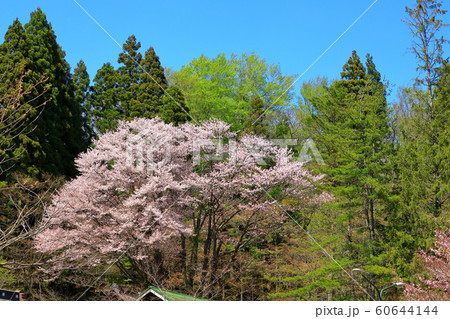 蔦温泉 青空と満開の桜 蔦温泉 青空と満開の桜 60644144