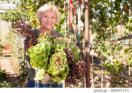 Mature woman taking armful of lettuce Mature woman taking armful of lettuce 60645173