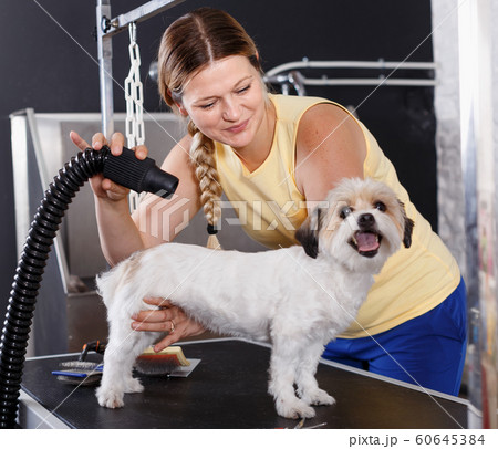 Portrait of caring woman grooming cute havanese dog at pet salon Portrait of caring woman grooming cute havanese dog at pet salon 60645384