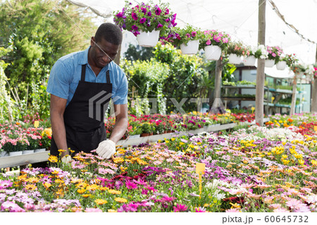 Florist man working in greenhouse Florist man working in greenhouse 60645732