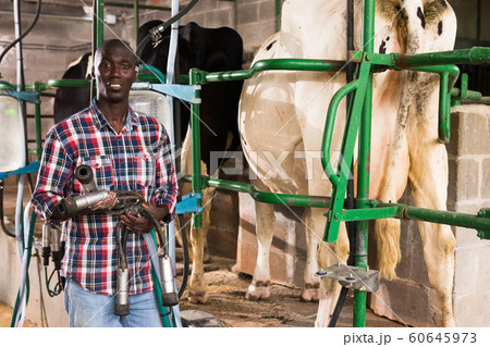 Young man working with automatical cow milking machines 60645973