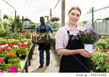 Florist woman working in greenhouse Florist woman working in greenhouse 60645998