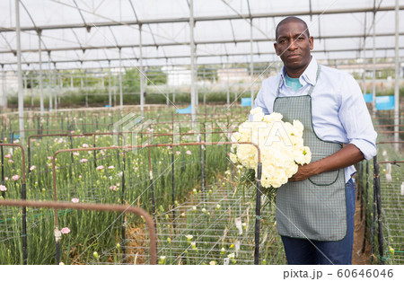 Afro-american man gardener with bouquet of white carnations in orangery 60646046