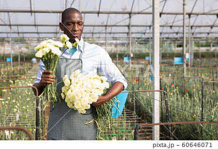 Afro-american man gardener with bouquet of white carnations in orangery 60646071