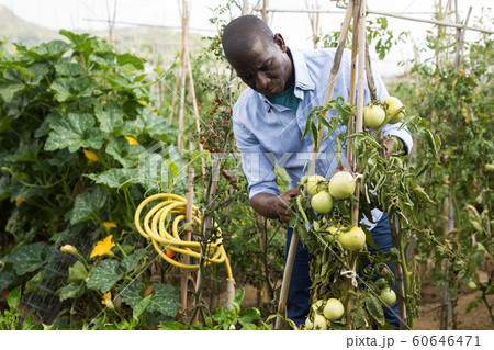 Male farmer with a box of tomatoes in the garden Male farmer with a box of tomatoes in the garden 60646471
