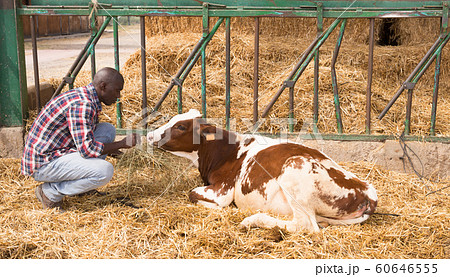 Positive african american man farmer feeds cows with hay Positive african american man farmer feeds cows with hay 60646555