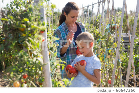 Woman with son harvesting tomatoes Woman with son harvesting tomatoes 60647260