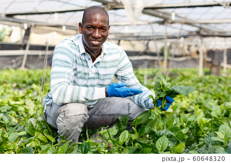 Satisfied farmer harvesting Malabar spinach Satisfied farmer harvesting Malabar spinach 60648320
