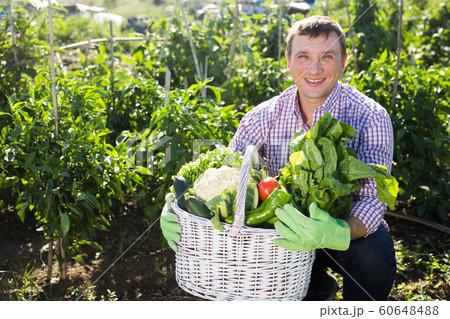 Joyful man harvesting vegetables in a basket 60648488