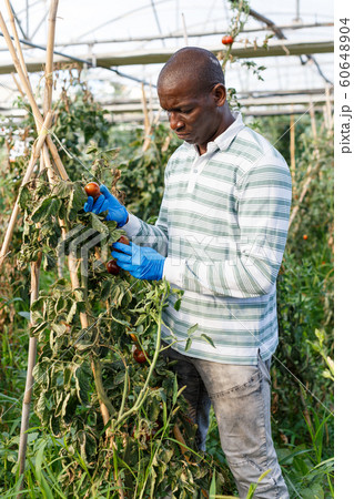 Worker checking tomato plants Worker checking tomato plants 60648904