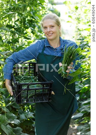 Woman harvesting green beans Woman harvesting green beans 60649044