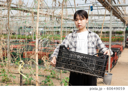 Chinese woman gardener working in greenhouse Chinese woman gardener working in greenhouse 60649059