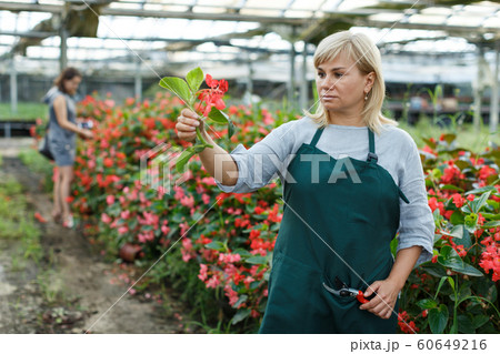 Female florist with scissors gardening red begonia plants in greenhouse Female florist with scissors gardening red begonia plants in greenhouse 60649216