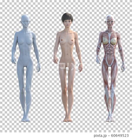 肌肉標本女性成分相同姿勢perming3DCG插圖素材 60649523