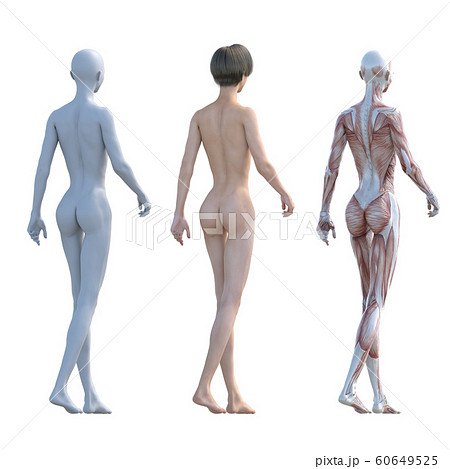 筋肉標本 女性 合成用 同ポーズ perming3DCGイラスト素材 筋肉標本 女性 合成用 同ポーズ perming3DCGイラスト素材 60649525