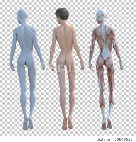 肌肉標本女性成分相同姿勢perming3DCG插圖素材 60649532