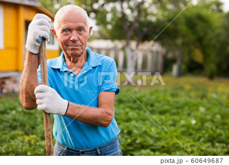 Farmer weeds potatoes with a hoe in the garden 60649687