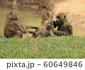タンザニアの猿 60649846