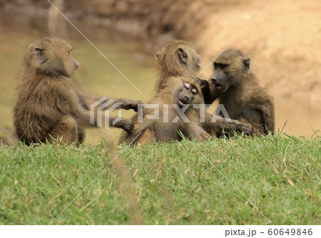 タンザニアの猿 60649846