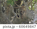 木で寝るヒョウ 60649847