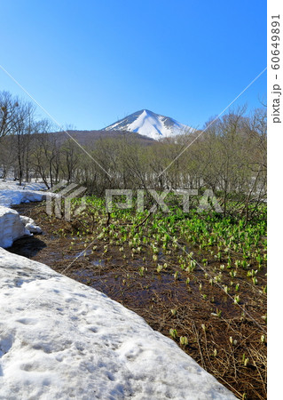 高田大岳登山口 ミズバショウ群生 高田大岳登山口 ミズバショウ群生 60649891