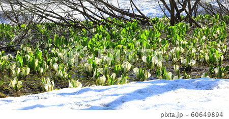 高田大岳登山口　ミズバショウ群生 60649894