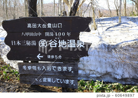 高田大岳登山口 ミズバショウ群生 高田大岳登山口 ミズバショウ群生 60649897