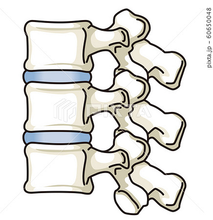 正常な脊椎のイラスト素材