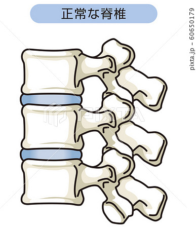 正常な脊椎のイラスト素材