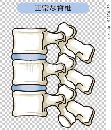 正常な脊椎のイラスト素材