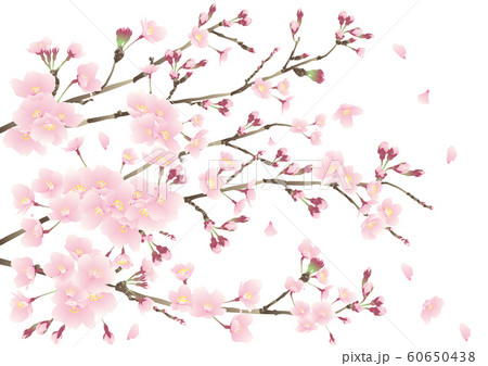 桜 満開のイラスト素材