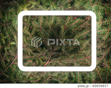 Creative fluorescent color layout made of spruce branches 60650657
