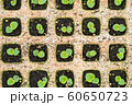 Group of green sprouts growing texture background in the nursery. 60650723