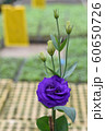 Close up of Purple Roses growing inside a greenhouse or in the nursery. 60650726