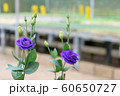 Purple Roses growing inside a greenhouse or in the nursery. 60650727