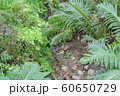 garden with fresh fern plants and stones 60650729