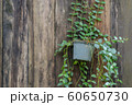 ornamental hanging plant(Dischidia Ruscifolia) with the old wood wall background. 60650730