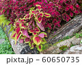 Close up of Coleus or Painted nettle with wood and rock background in garden Doi Tung Royal Villa,Thailand 60650735