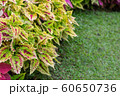 Close up of Coleus or Painted nettle with green grass in garden. 60650736