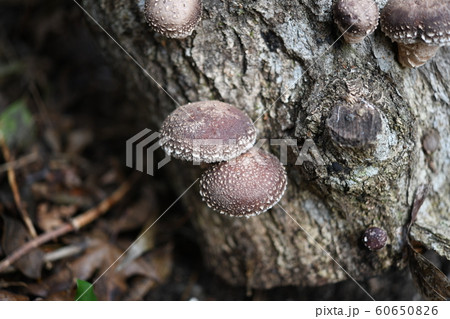 椎茸と原木 椎茸と原木 60650826