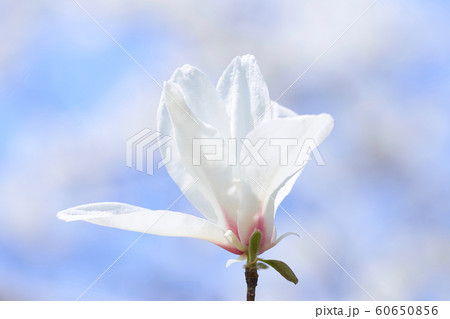 コブシの花　開花 60650856