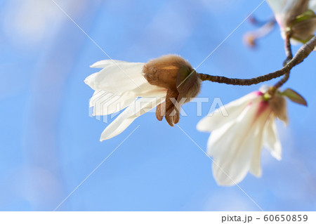 咲き始めのコブシの花 60650859
